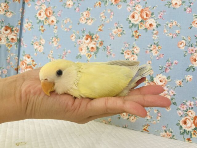 コザクラインコ（小桜インコ）