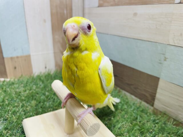 ビセイインコ（美声インコ）