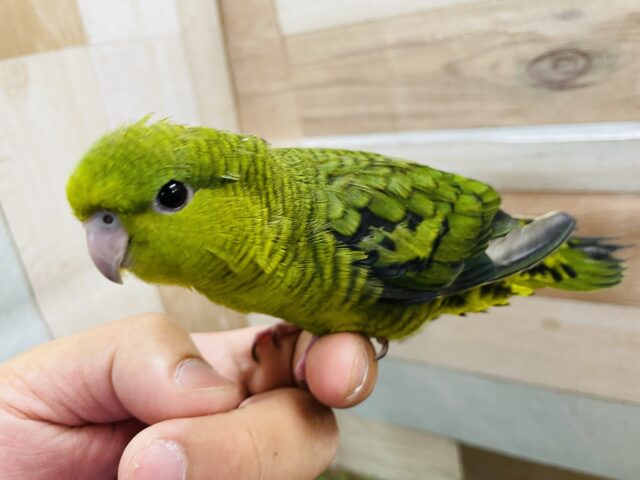 サザナミインコ