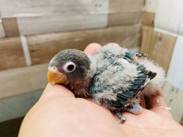 ブルーボタンインコ