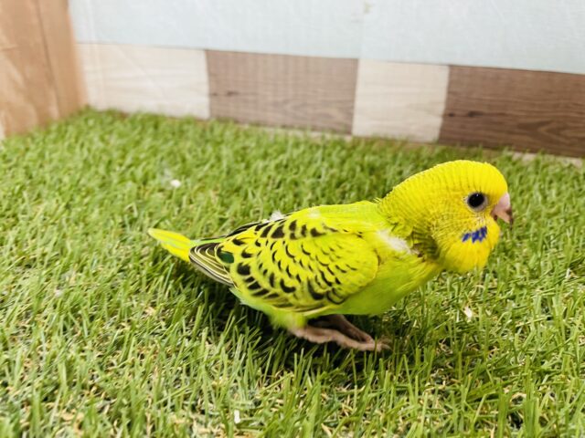 セキセイインコ