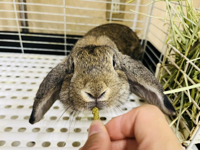 ロップイヤーラビット