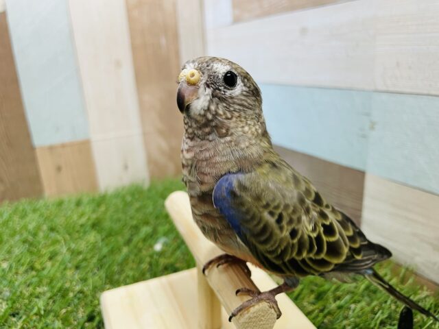 アキクサインコ（秋草インコ）