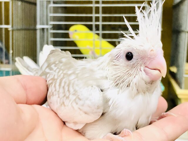 オカメインコ
