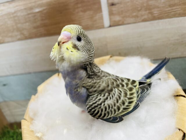セキセイインコ