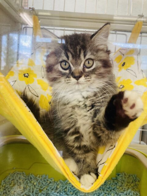 スコティッシュフォールド