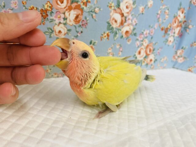 コザクラインコ（小桜インコ）