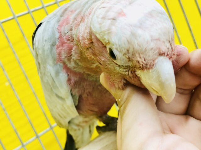 モモイロインコ
