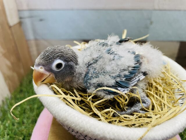 ブルーボタンインコ