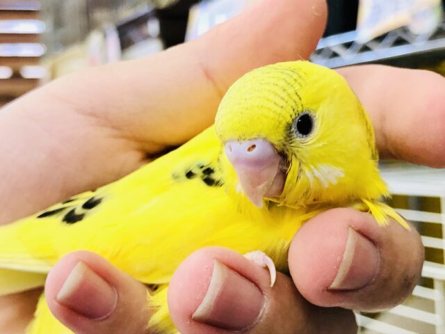 セキセイインコ