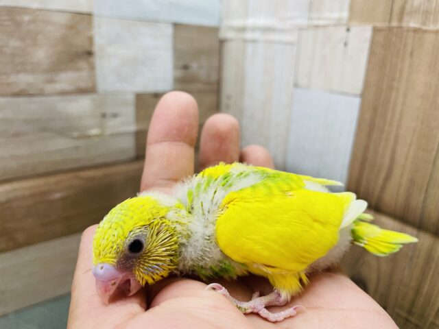 セキセイインコ