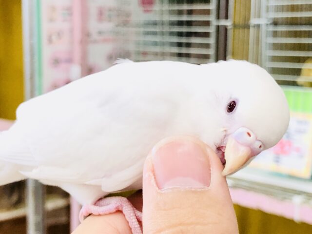 セキセイインコ