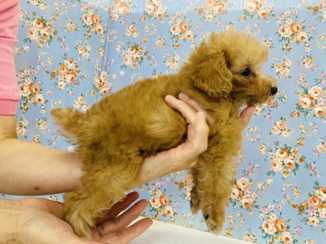 トイプードル