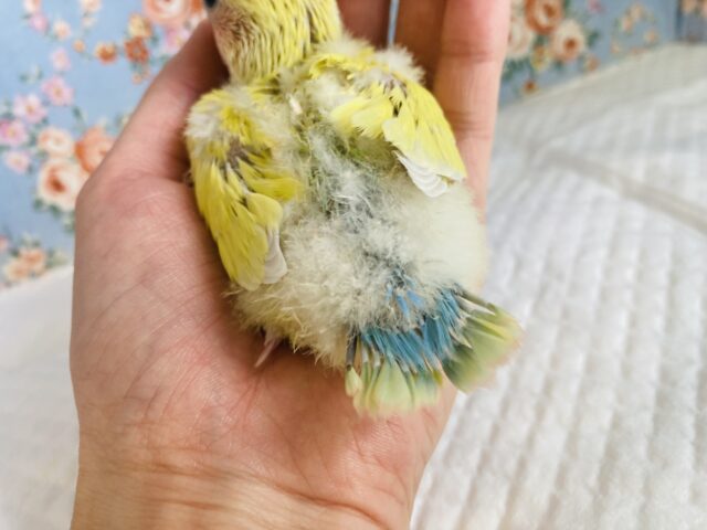 コザクラインコ（小桜インコ）