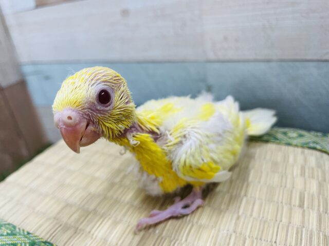 ビセイインコ（美声インコ）