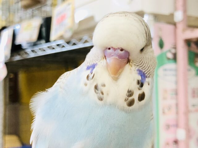 ジャンボセキセイインコ