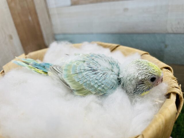 セキセイインコ