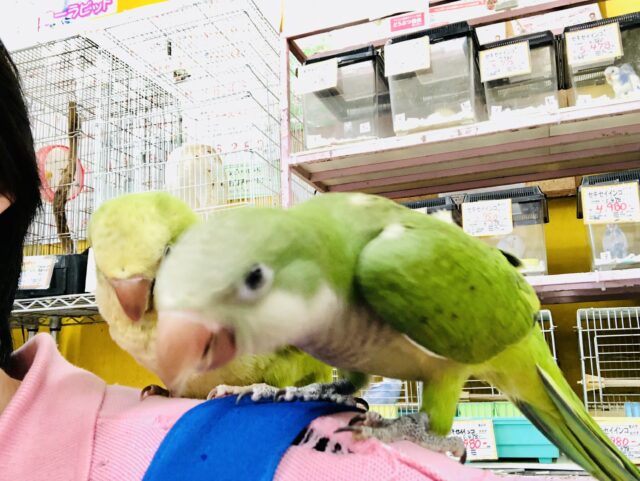 オキナインコ