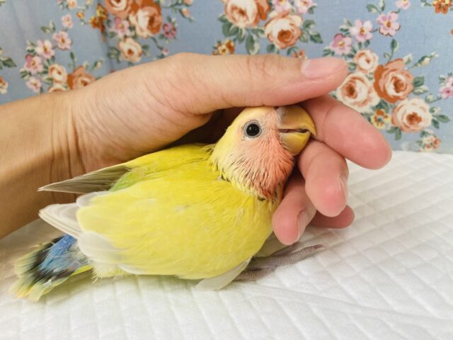コザクラインコ（小桜インコ）