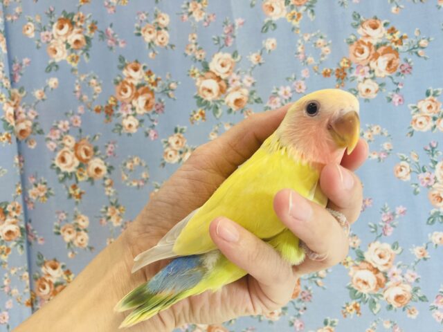 コザクラインコ（小桜インコ）