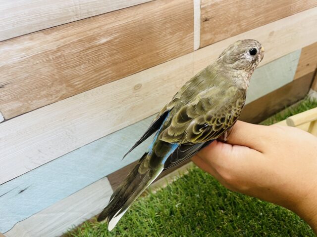 渋さの中にかっこよさあり!アキクサインコのノーマル! アキクサインコ(秋草インコ)