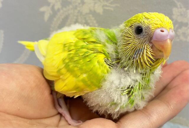 セキセイインコ