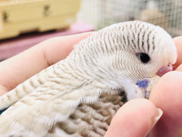 ジャンボセキセイインコ