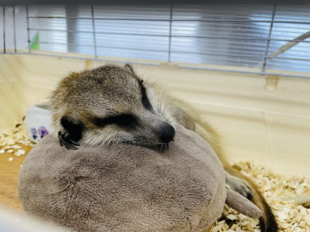 ミーアキャット