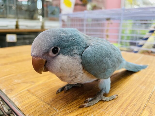オキナインコ