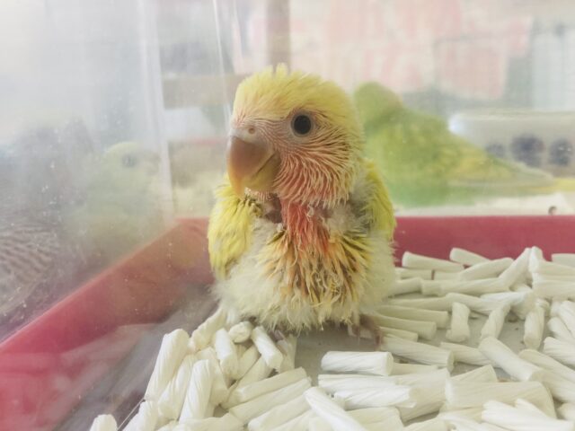 コザクラインコ（小桜インコ）