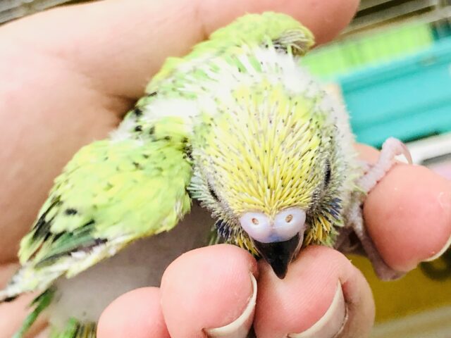 セキセイインコ