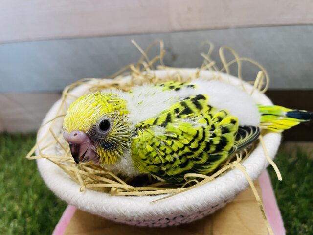 セキセイインコ