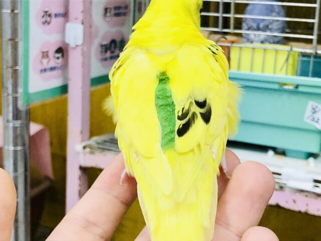 セキセイインコ