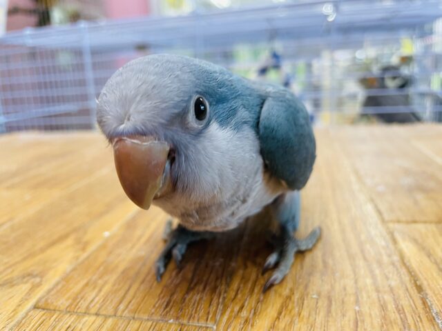 オキナインコ