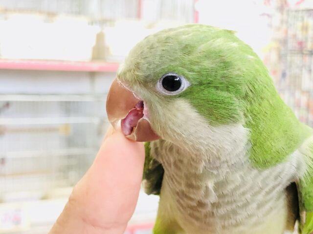 オキナインコ