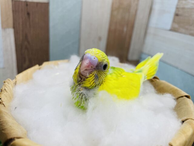セキセイインコ