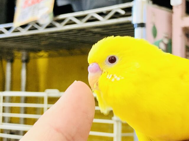 セキセイインコ