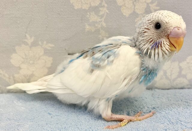 空色ビューティー☁️🫧 セキセイインコ(スパングルパイド)2023年9月生まれ セキセイインコ