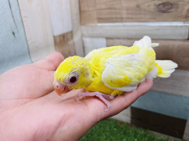 ビセイインコ（美声インコ）