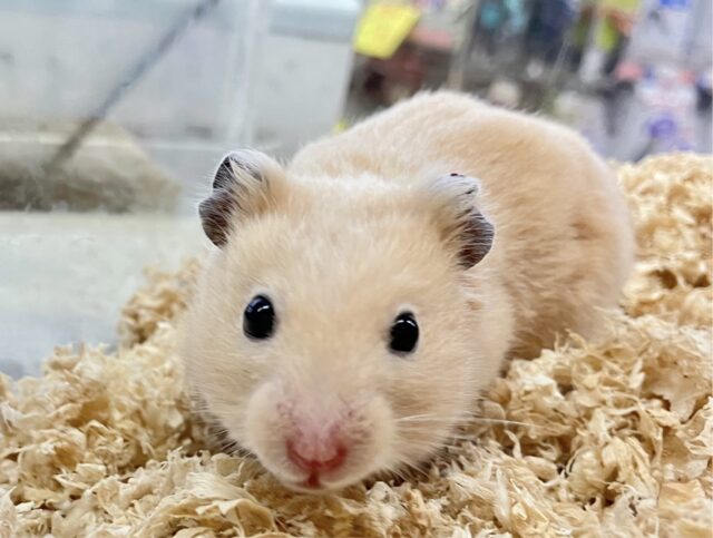 キンクマハムスター