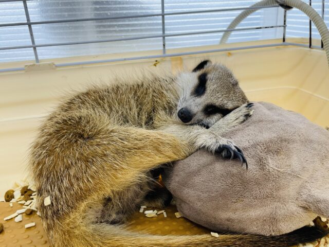 ミーアキャット