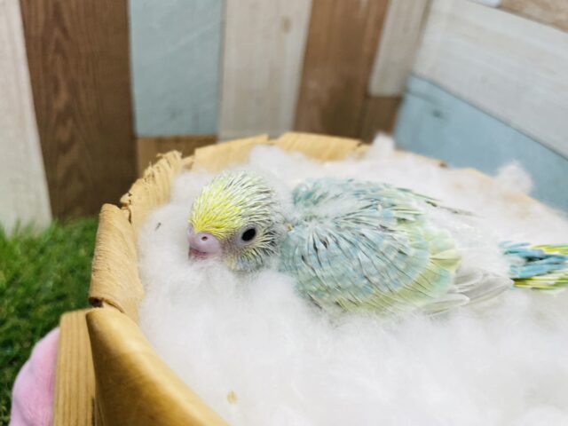 セキセイインコ