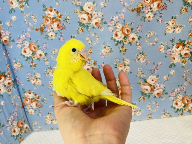 セキセイインコ