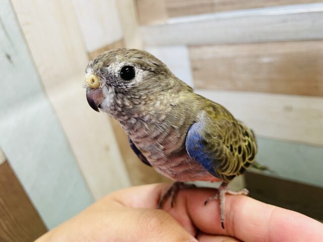 アキクサインコ（秋草インコ）