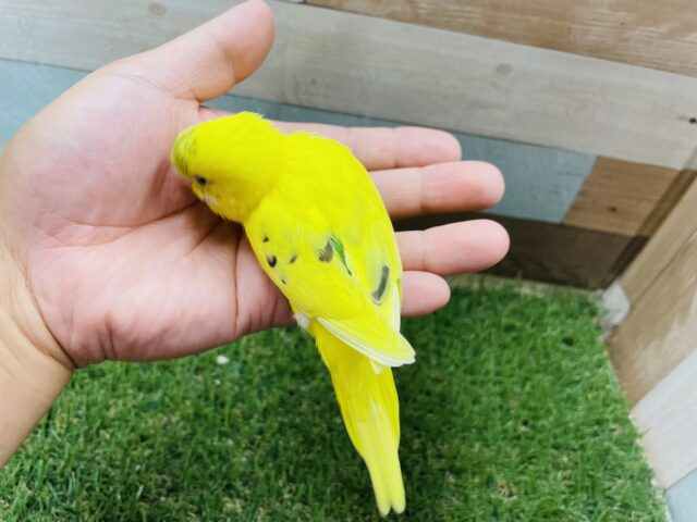 セキセイインコ