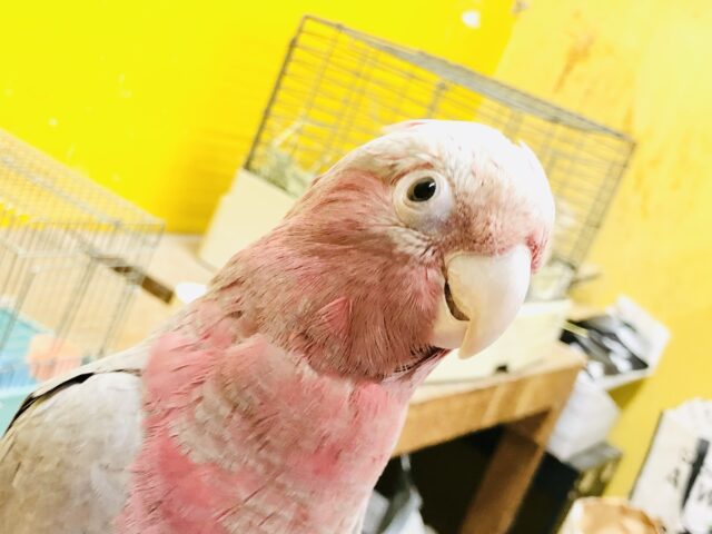 モモイロインコ