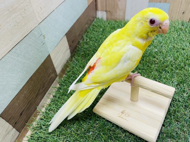 ビセイインコ（美声インコ）