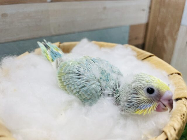 セキセイインコ