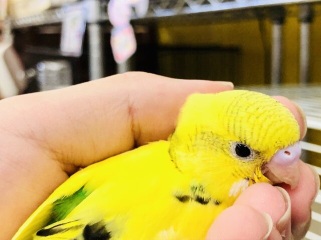 セキセイインコ