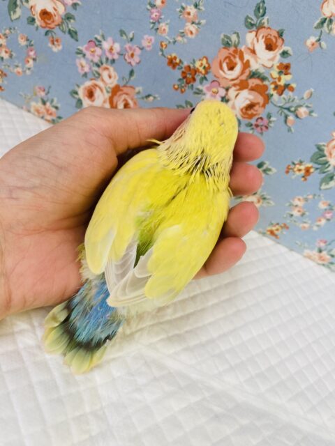 コザクラインコ（小桜インコ）